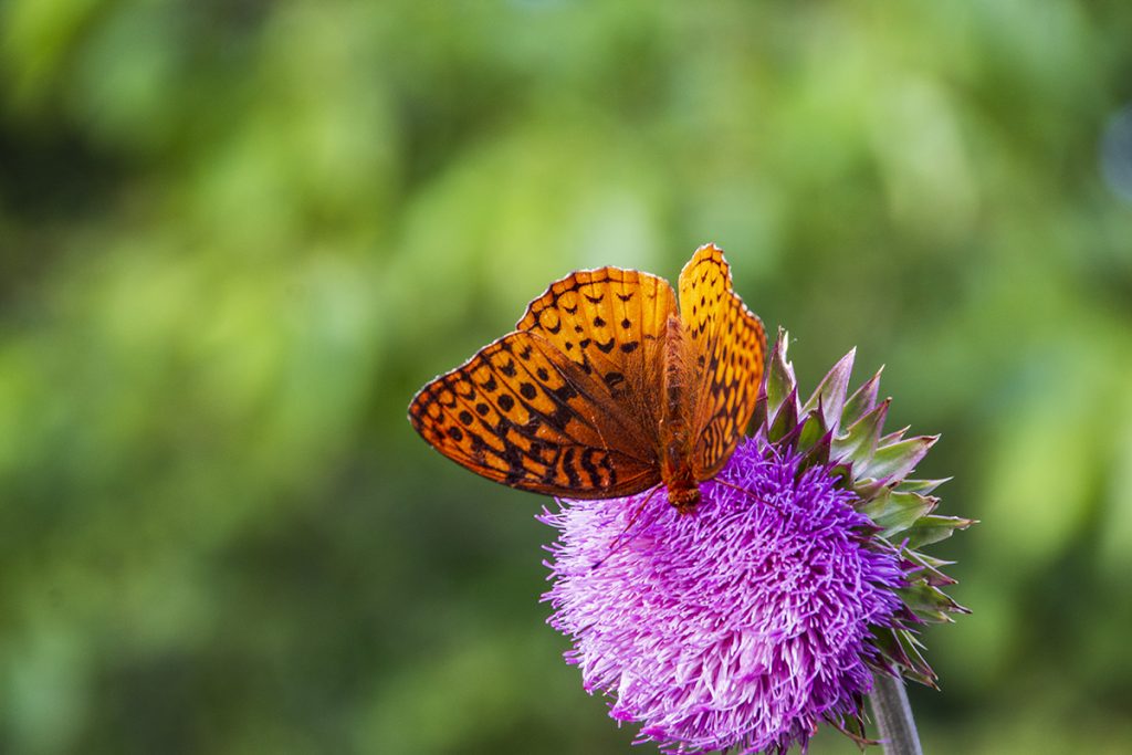 Thistle Flower with butterfly