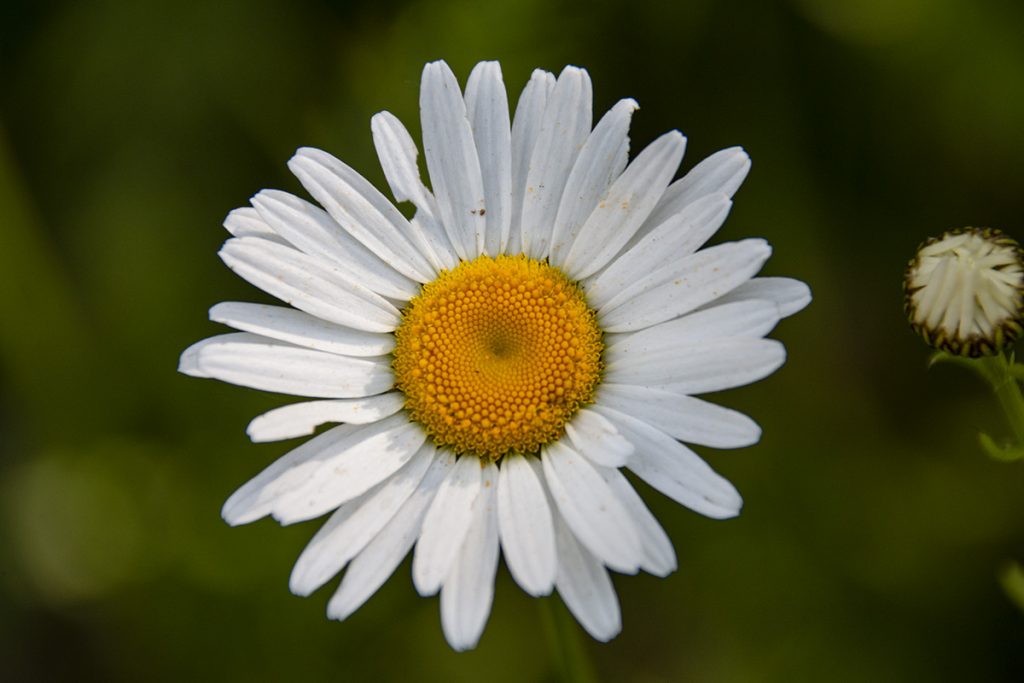 wild daisies