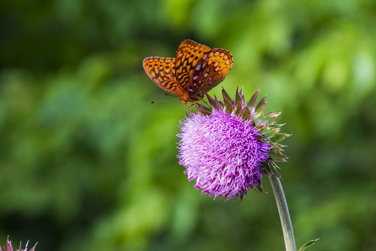 Butterfly on Thistle Flower