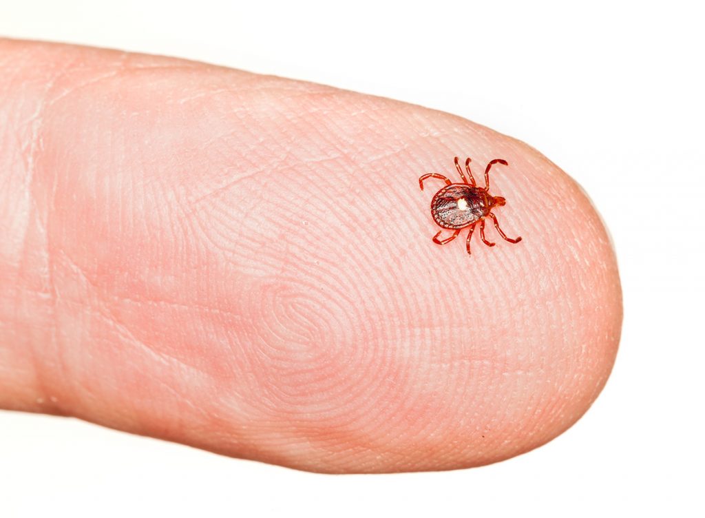 avoid ticks