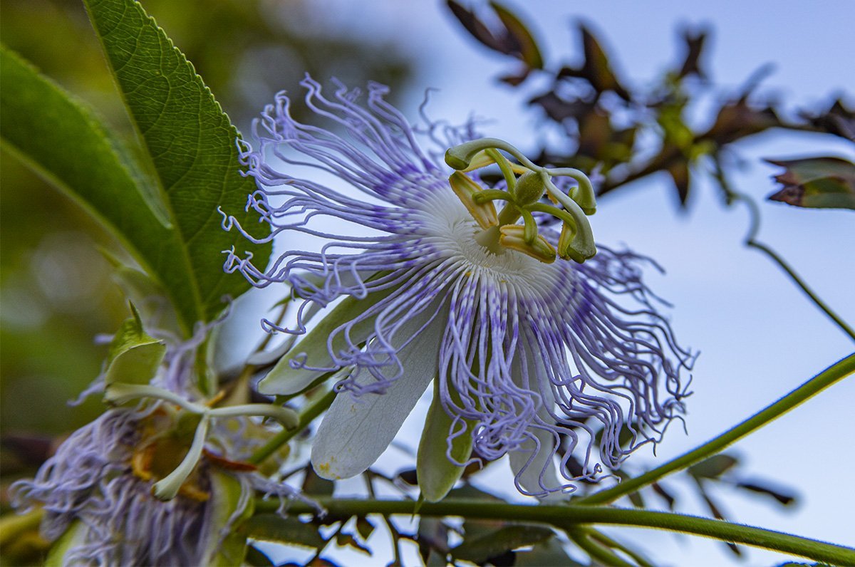 Passion Flower Natural Remedy for Stress and Insomnia Lost In The Ozarks
