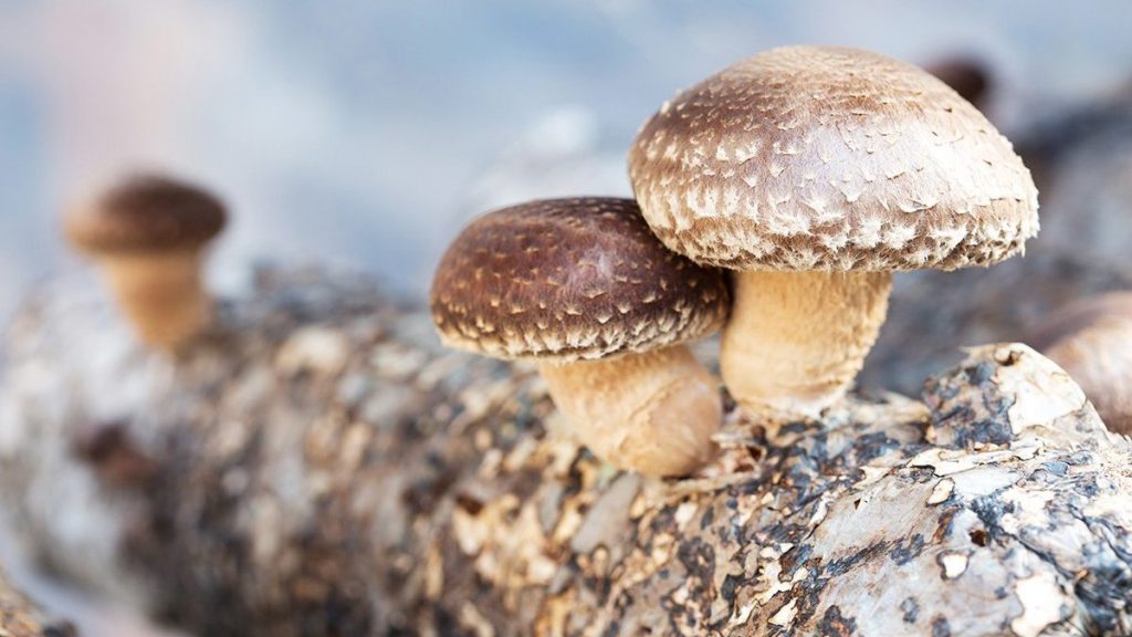 gourmet mushrooms
