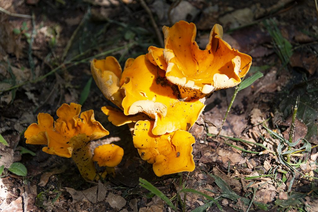 mushrooms along the trail