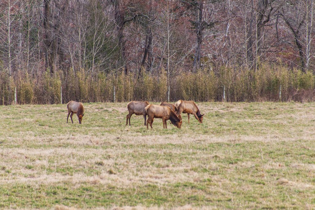 Elk grazing in Boxley Valley