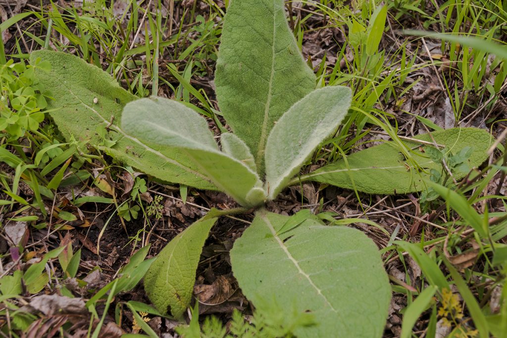 Young Mullein