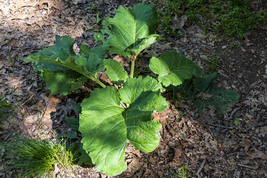 mature burdock in early spring