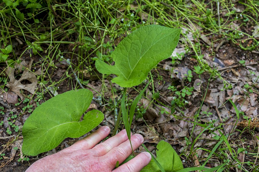 second year burdock in early spring