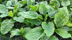 Fresh green leaves of plantain