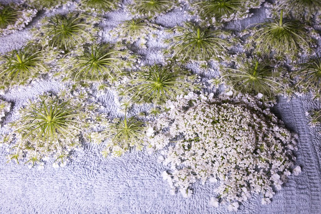 queen ann's lace flowers