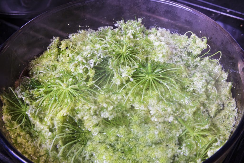 steeping queen ann's lace flowers