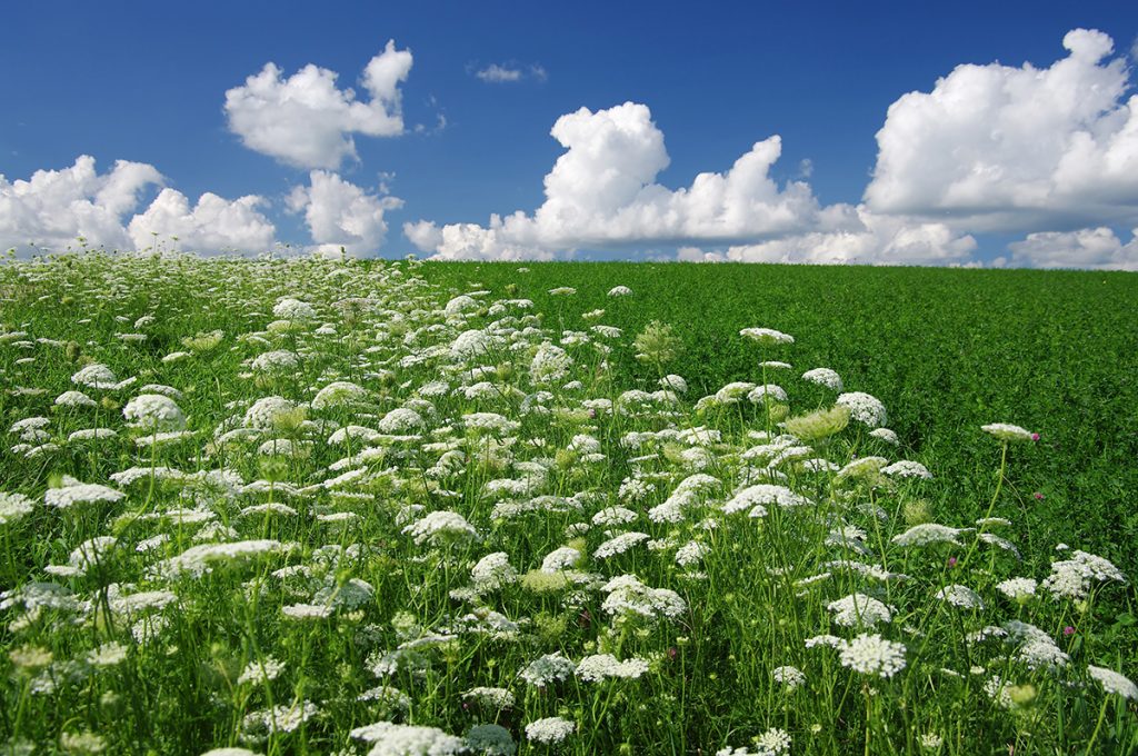 Queen Anne’s Lace field