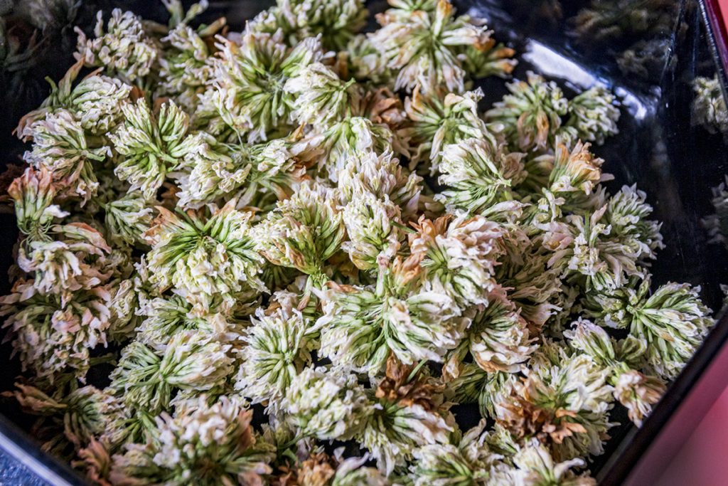 dried white clover flowers