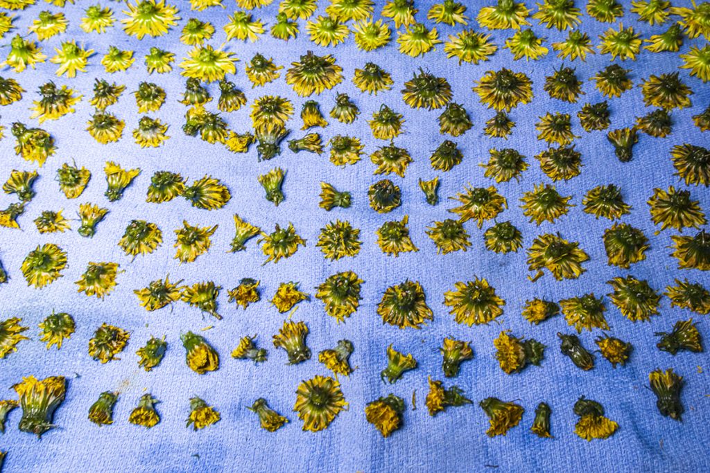 drying dandelion flowers
