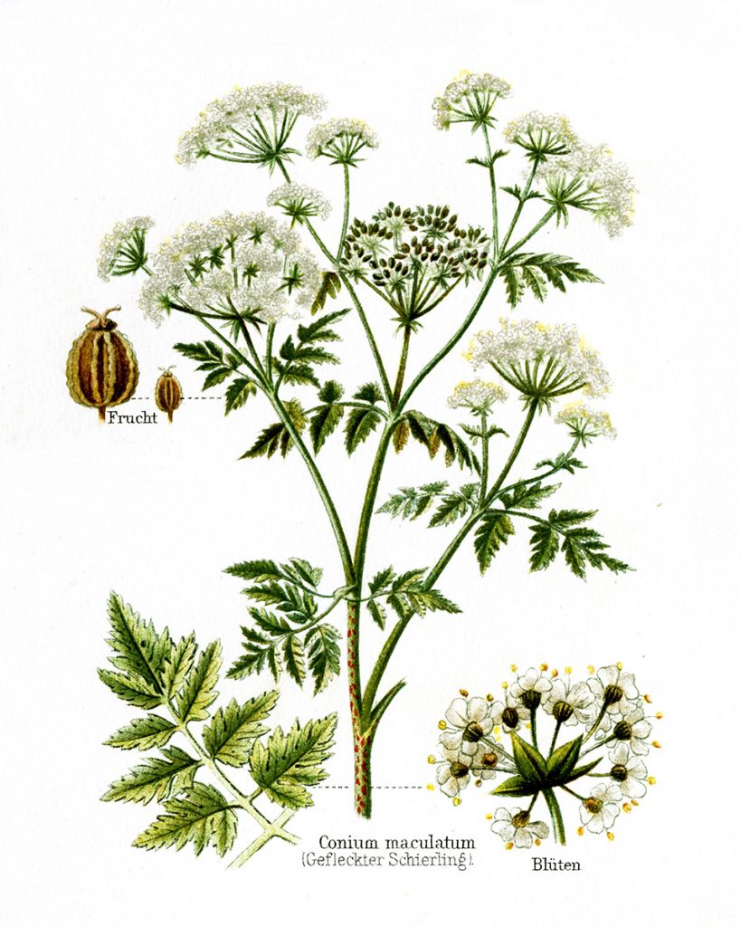 Poison hemlock