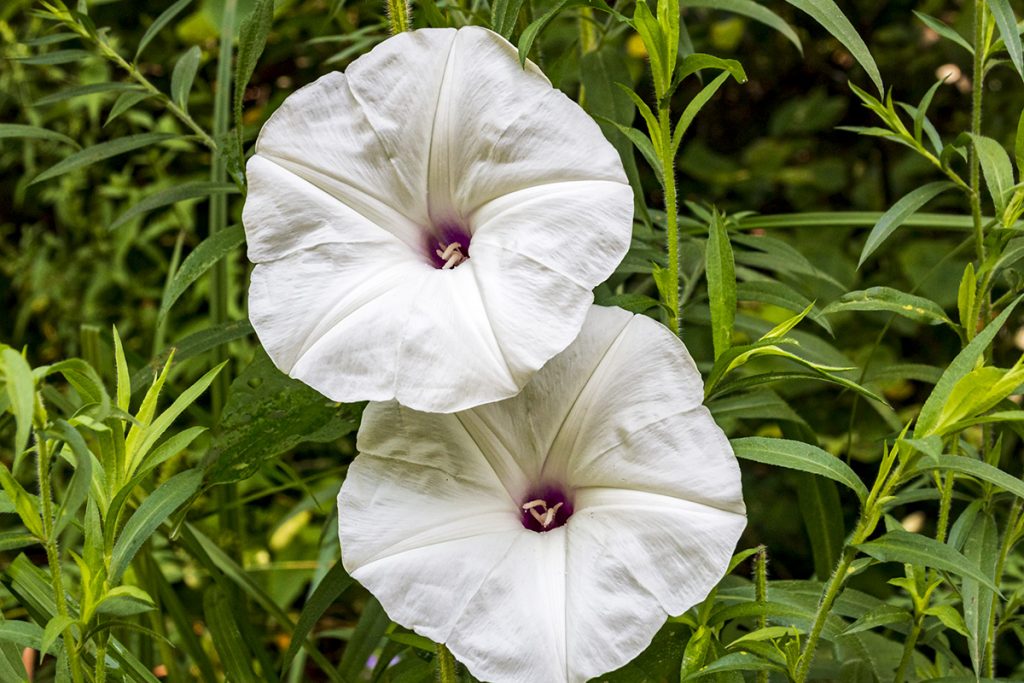 Man of the Earth flowers