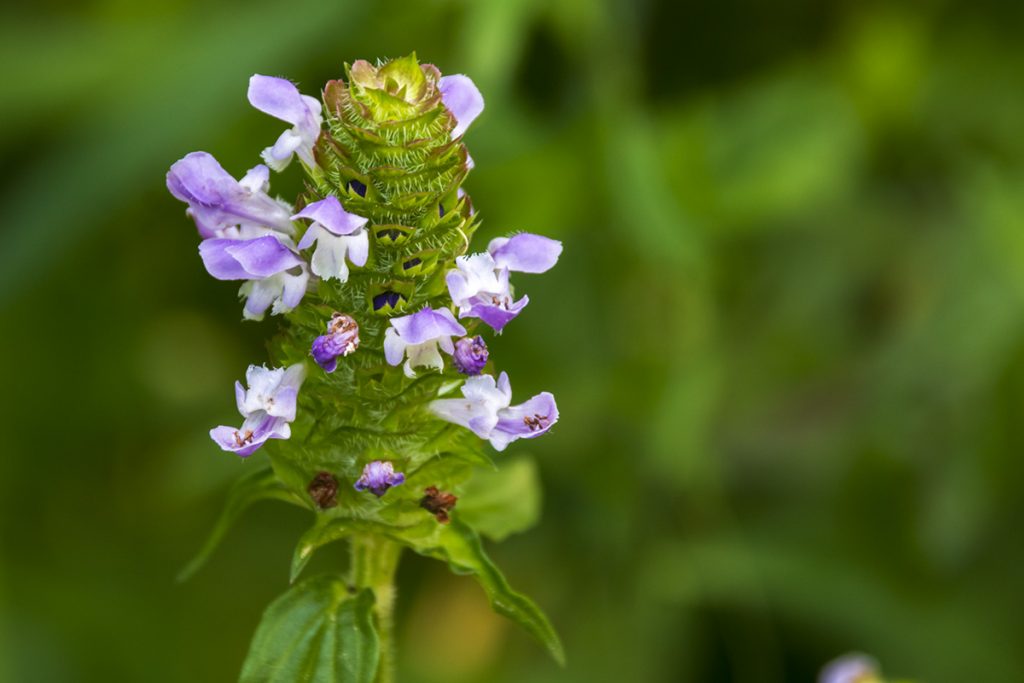 Self Heal