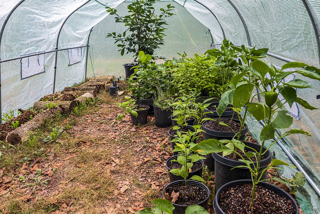 greenhouse interior