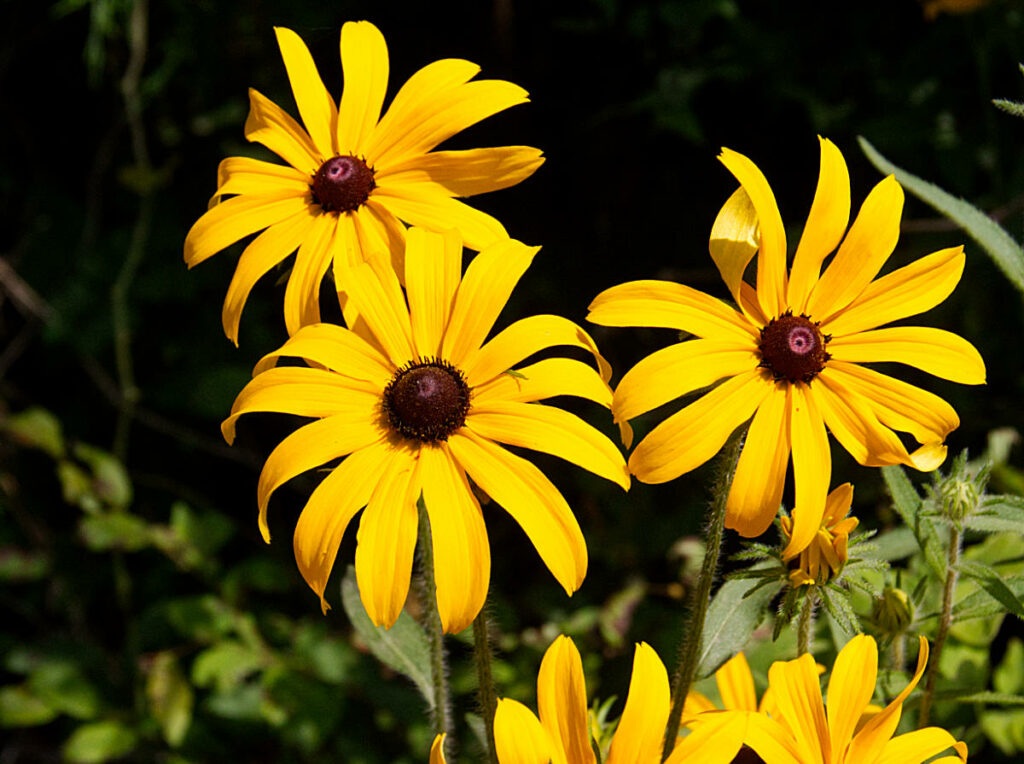 Black Eyed Susan 2