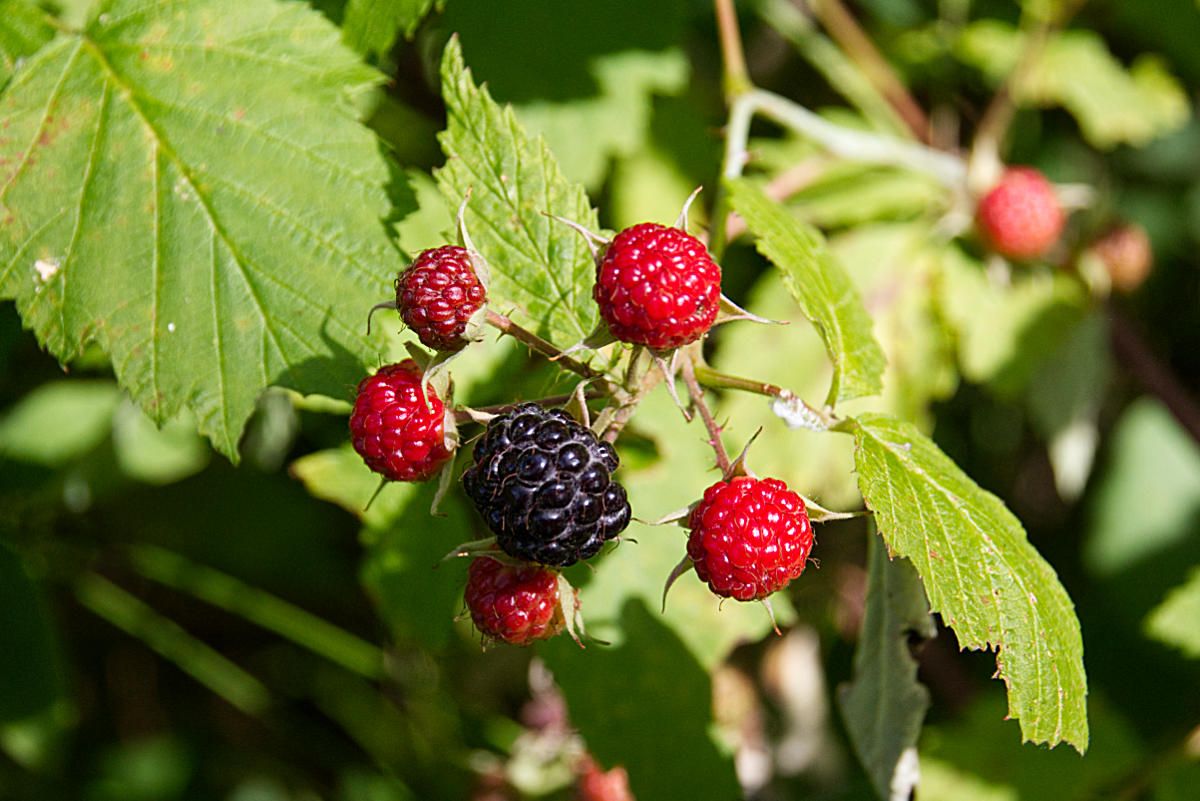 DewberriesWild Sweet Treat From Nature Lost In The Ozarks
