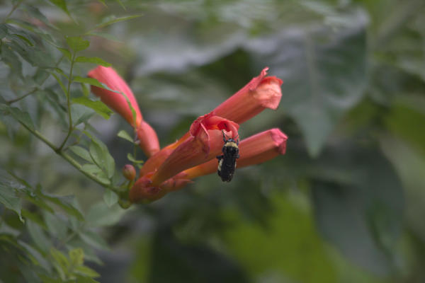 bumblebee on trumpet vinee