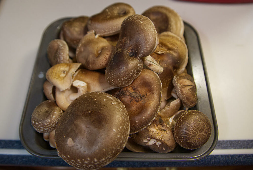 shiitake mushroom harvest