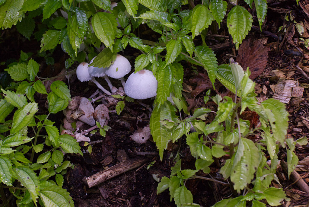 mushrooms on a mulch pile