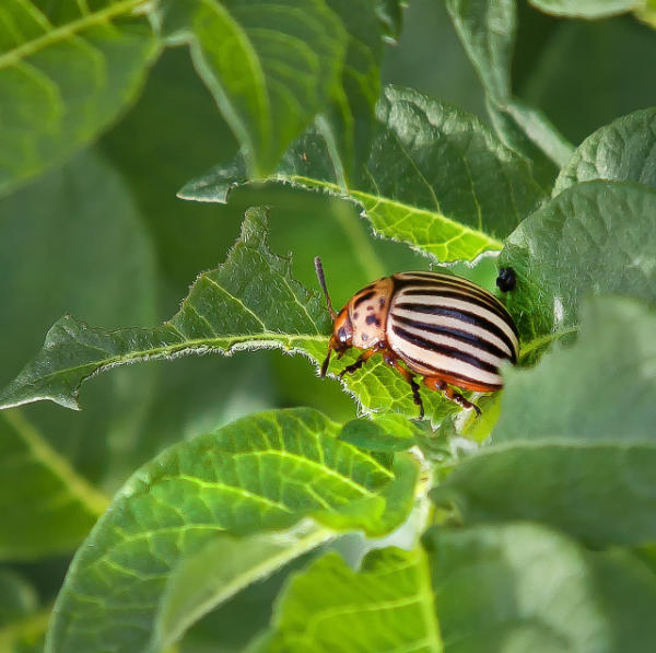 pest control garden recipe