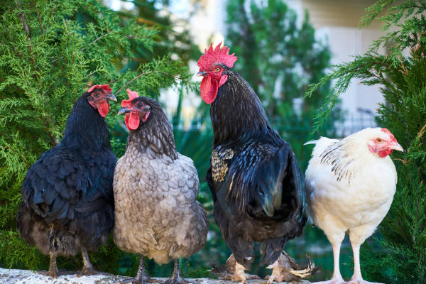 raising chickens