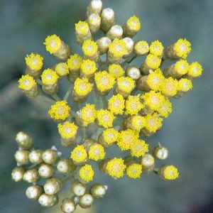 Helichrysum essential oil