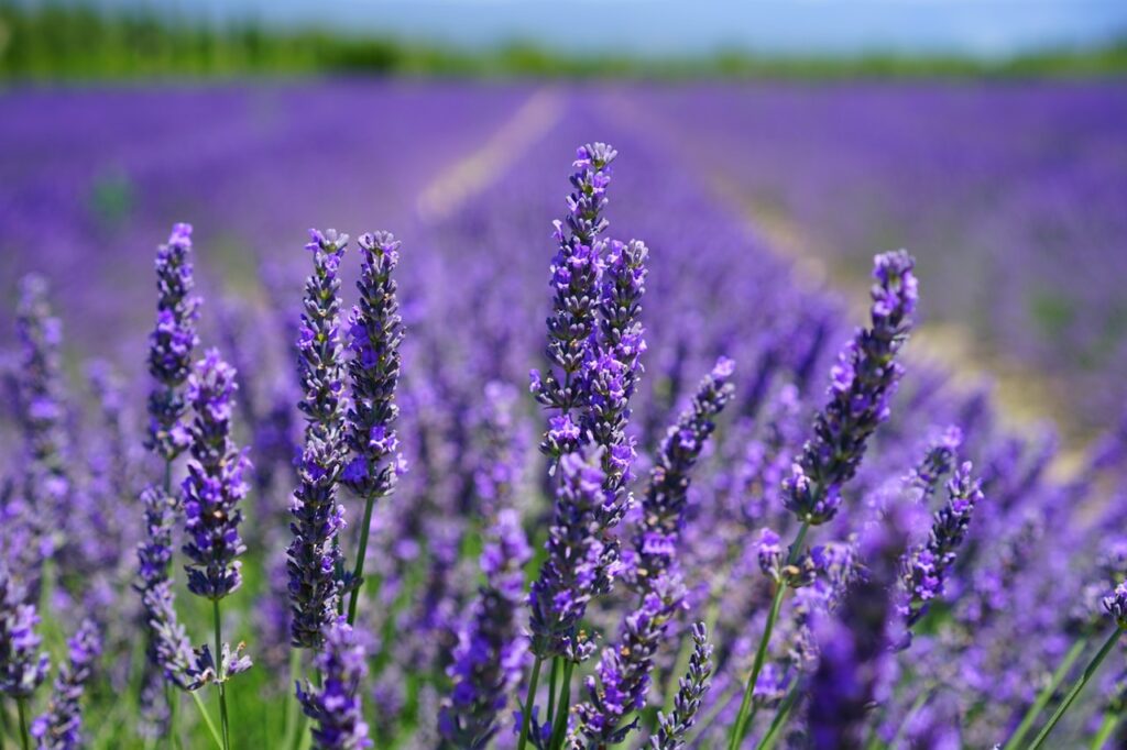 lavender essential oil