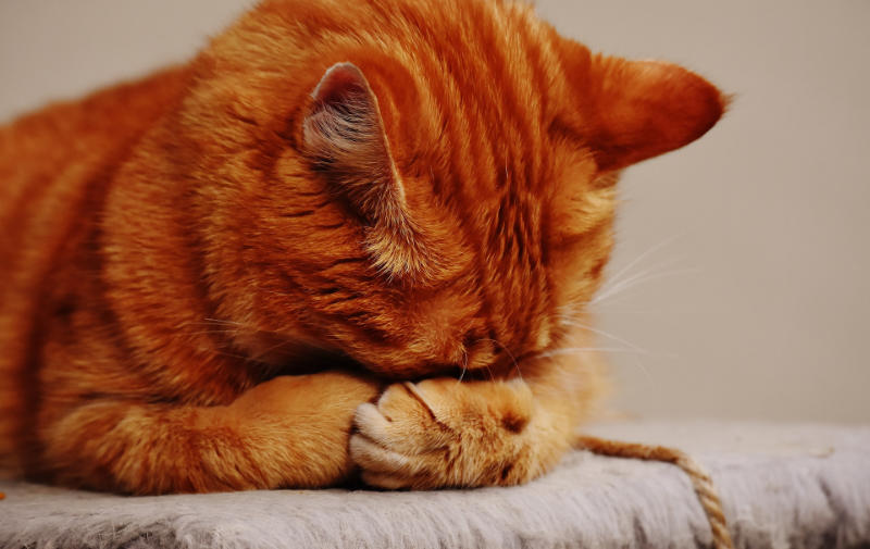 Are Essential Oils Safe For Cats