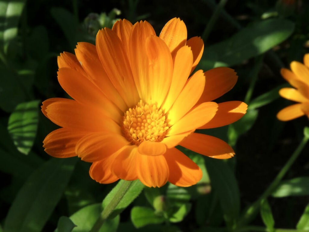 calendula oil benefits