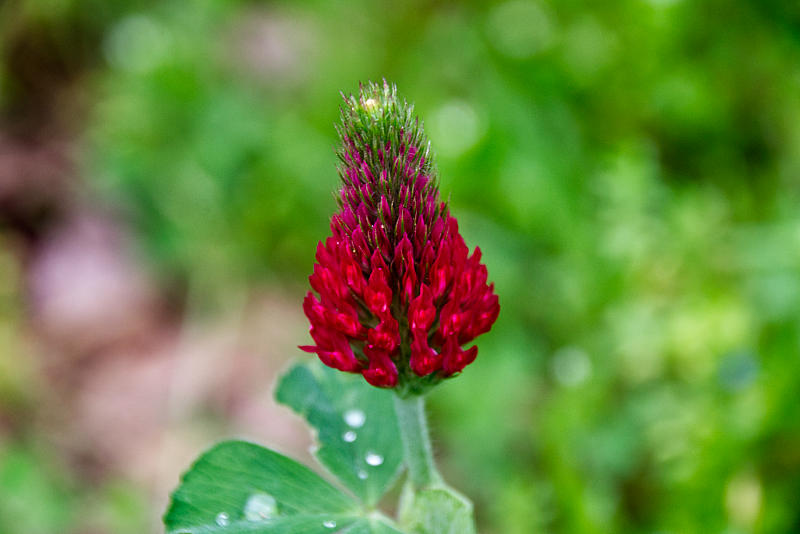 red clover sowed