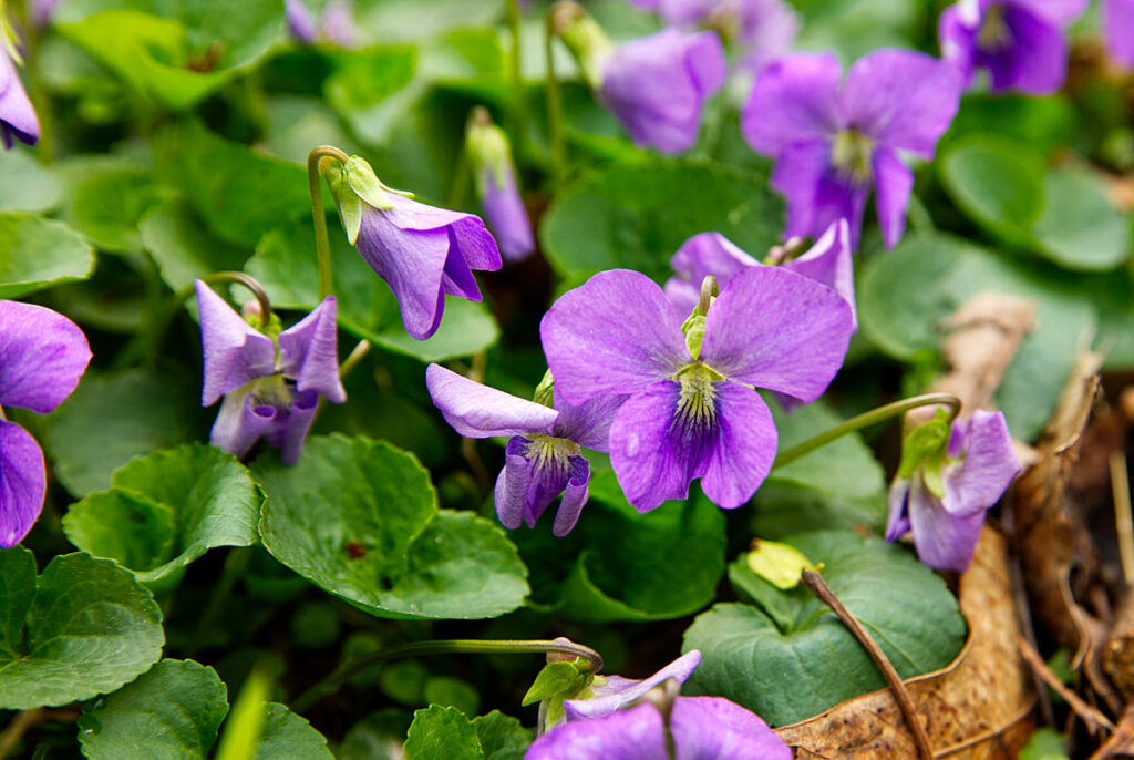 Dried Edible Flower Violet - Glass Jar - 100 Flowers