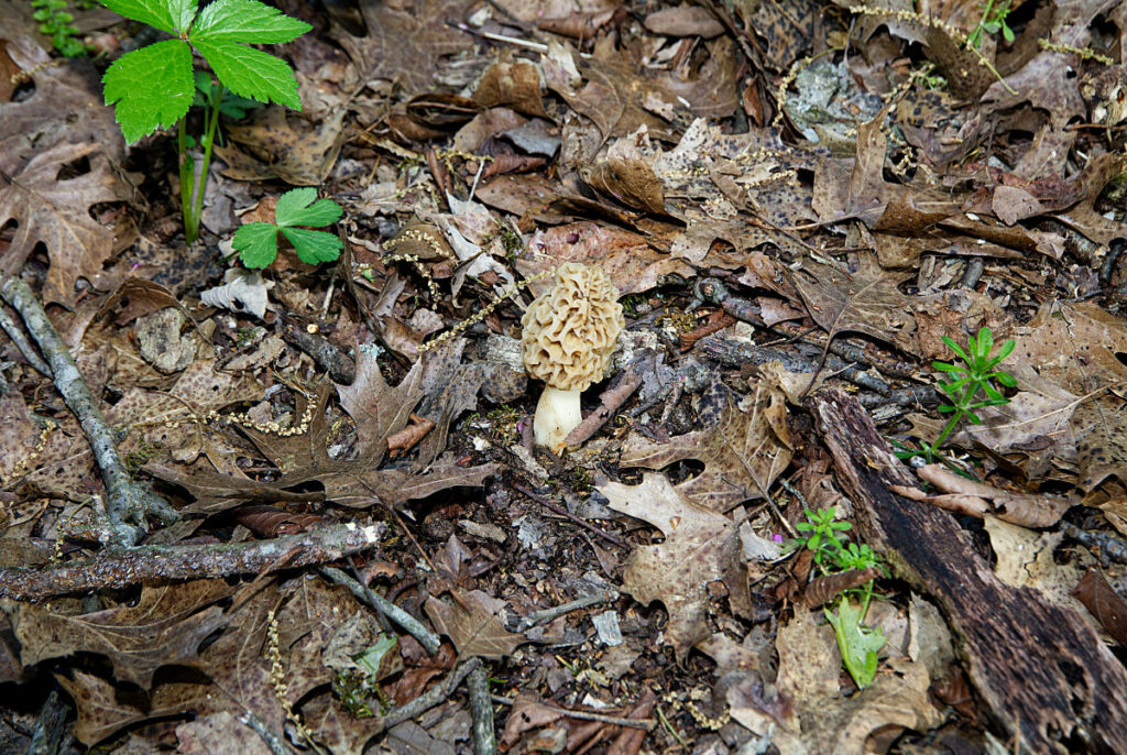 hunting morel mushrooms