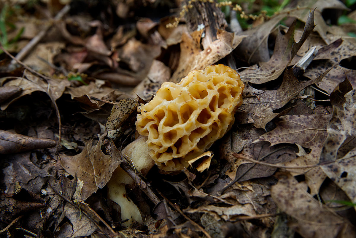 hunting morel mushrooms