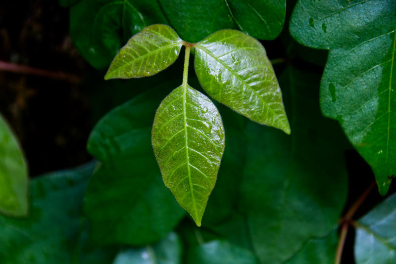 Poison Ivy - Know Your Woodland Plants - Lost In The Ozarks