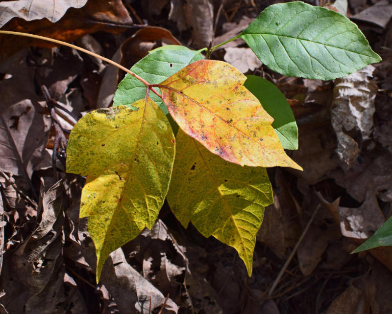 poison ivy fall coloration