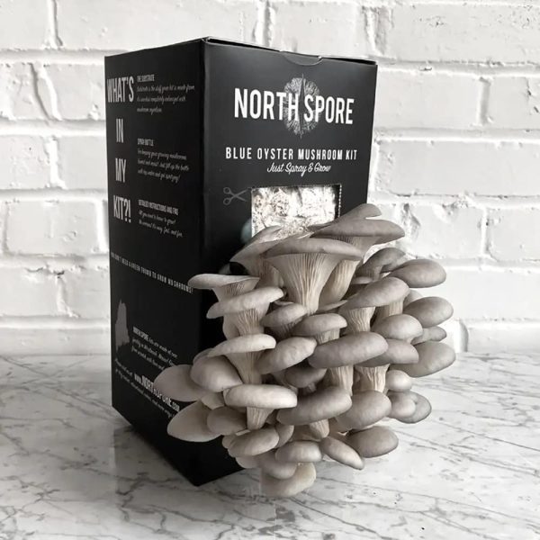North Spore Blue Oyster Mushroom Kit 1