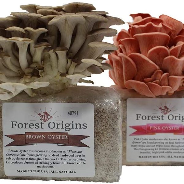 FO Oyster Mushroom Grow Kits 1