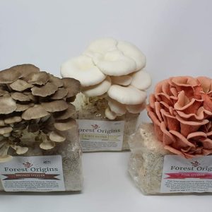 FO trio oyster mushroom grow kits 2