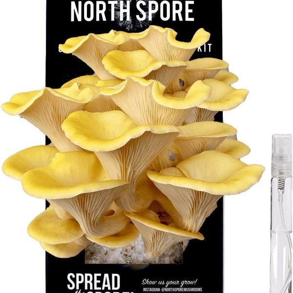 ns golden oyster mushroom kit 1