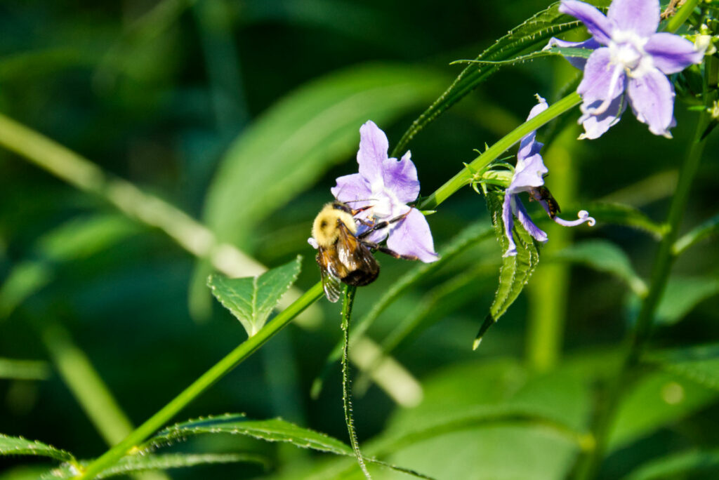 Bumblebee on American Bellflower