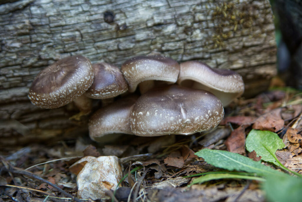 Shiitake mushroom substates