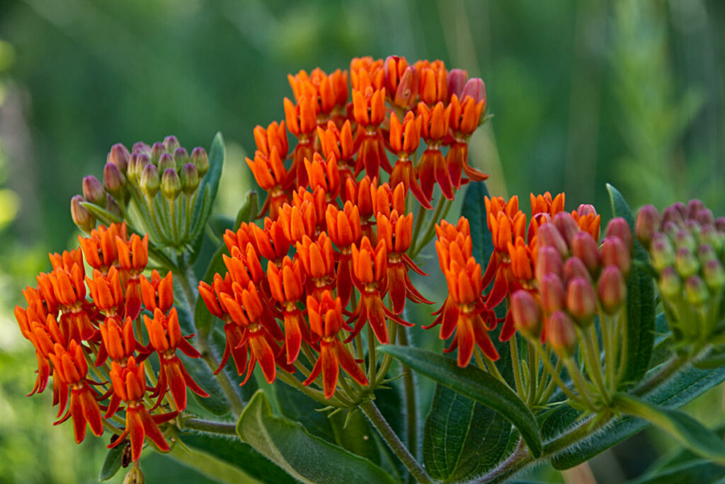 Butterfly Weed 2