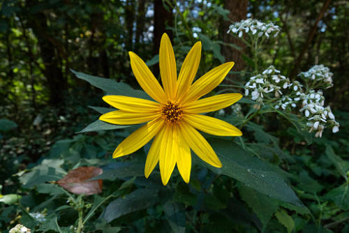 Jerusalem artichoke