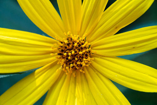 Jerusalem artichoke 2