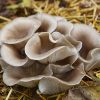 benefits of oyster mushrooms