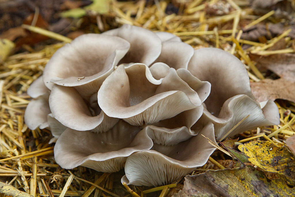 benefits of oyster mushrooms