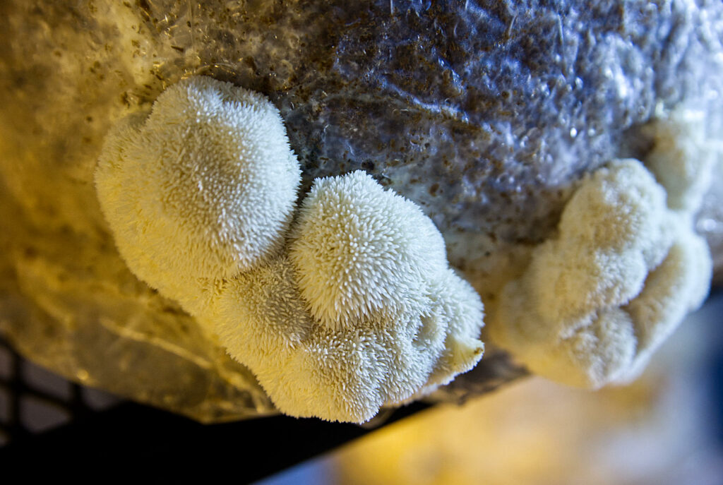 Lion's Mane Benefits - Lost In The Ozarks